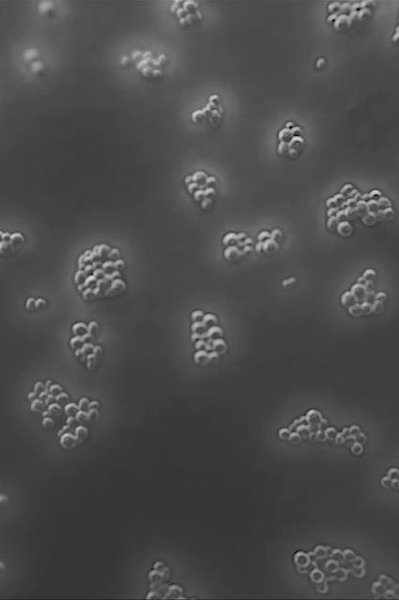 laroche posay landningssida mikrobiom vetenskap bacterias2